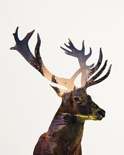 Load image into Gallery viewer, Deer