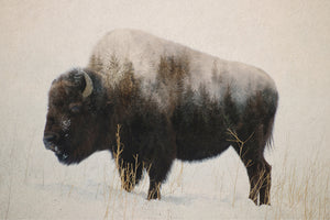 Bison in a field