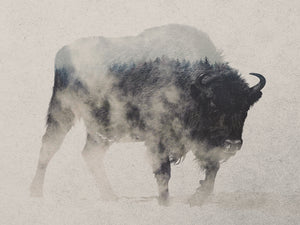 Bison