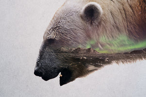 Polar Bear Head