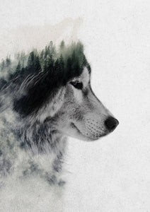 Wolf Stare