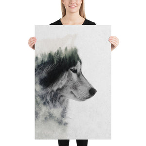 Wolf Stare