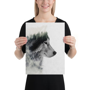 Wolf Stare