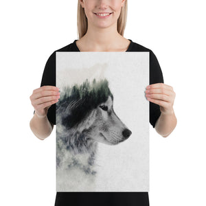 Wolf Stare