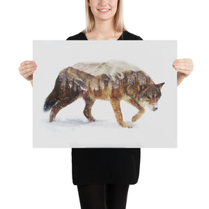 Arctic Wolf