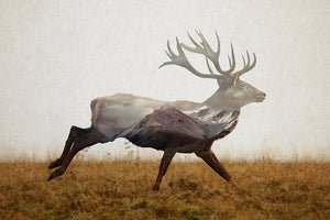 Red Deer