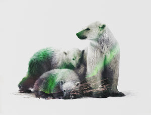Polar Bears