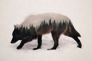 Wandering Wolf